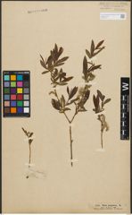 Foto von Salix purpurea L.